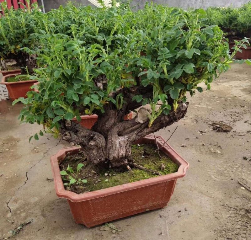 精品玫瑰老桩，青州基地直发