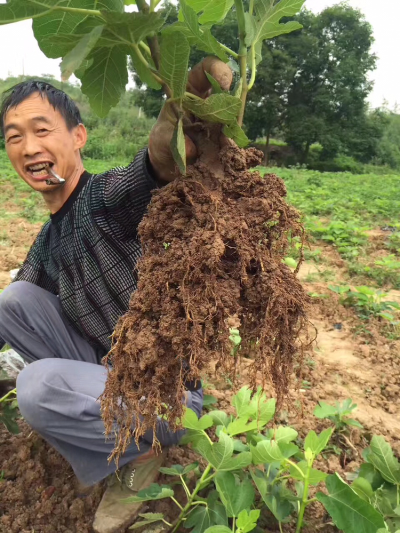 现货无花果苗1年苗2年苗根系发达包成活率