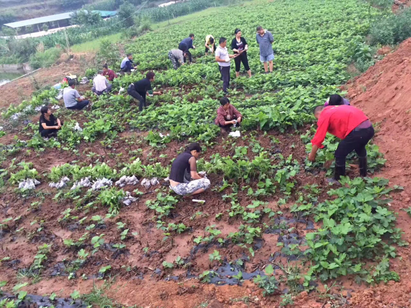 现货无花果苗1年苗2年苗根系发达包成活率