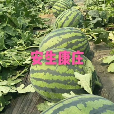 优质优美康庄金牌农掌门西瓜供应