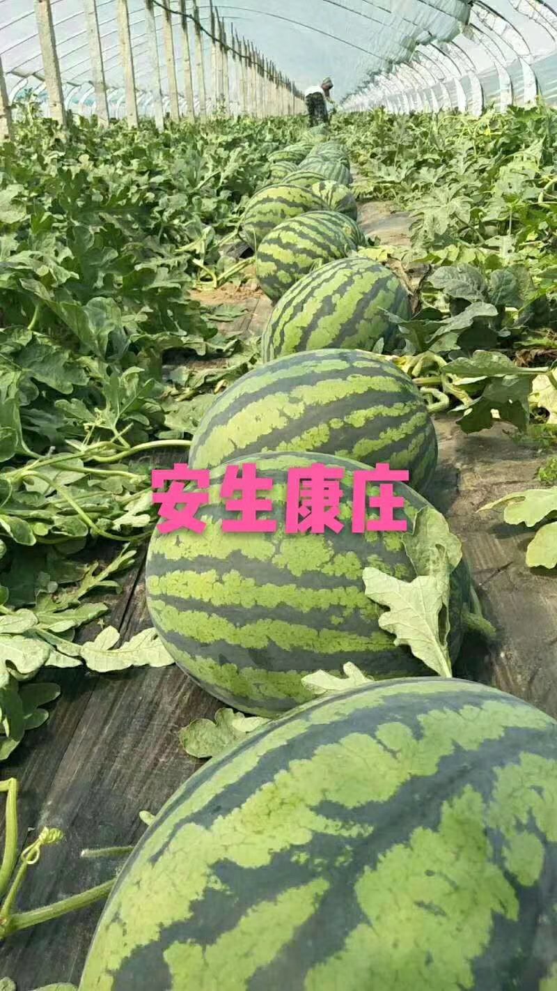 优质优美康庄金牌农掌门西瓜供应