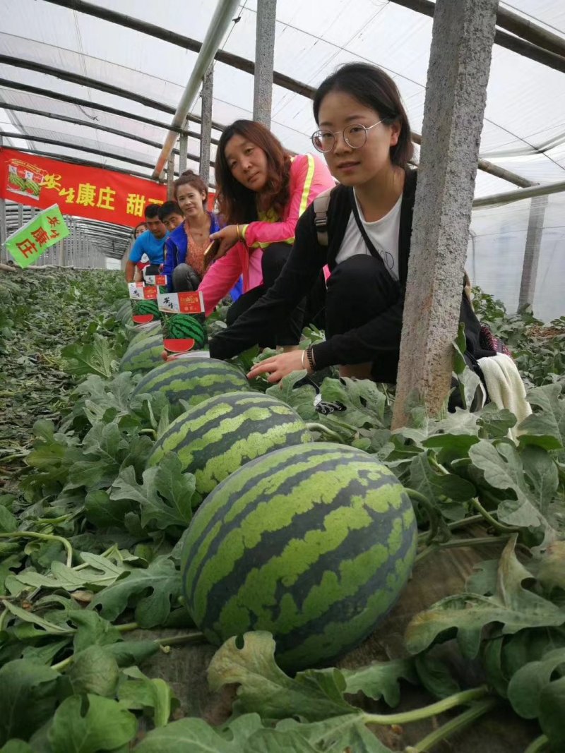 优质优美康庄金牌农掌门西瓜供应