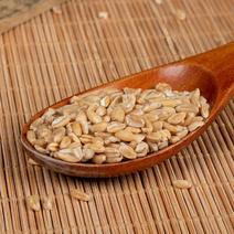 浮小麦瘪小麦干净漂浮率高各种中药材一公斤起批