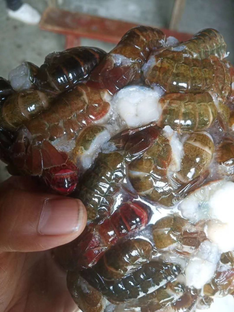 龙虾球皮薄肉厚味道鲜美，分别是一级，二级，三级，货源充足