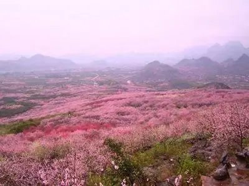土鸡蛋