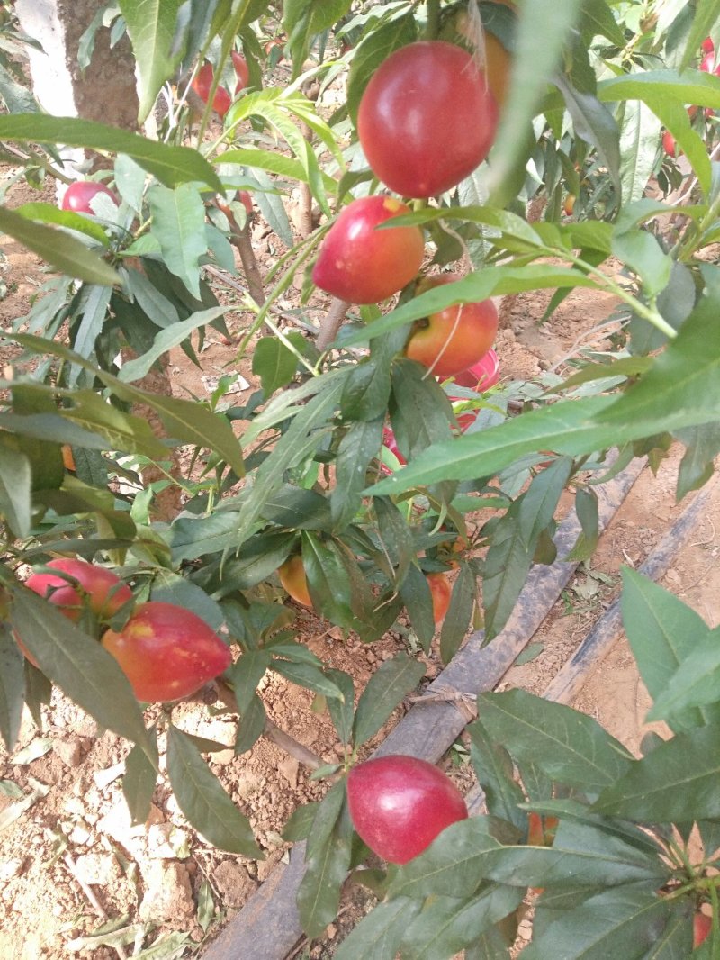 秦皇岛卢龙精品大黄油大量上市，颜色好，口感甜。