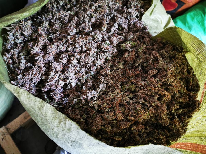 中药材野生密蒙花，新花上市中，只做生态搬运工