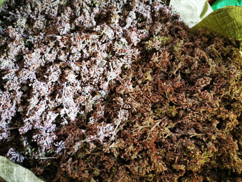 中药材野生密蒙花，新花上市中，只做生态搬运工
