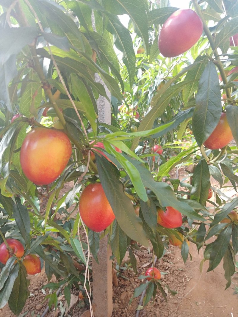 秦皇岛卢龙精品大黄油大量上市，颜色好，口感甜。