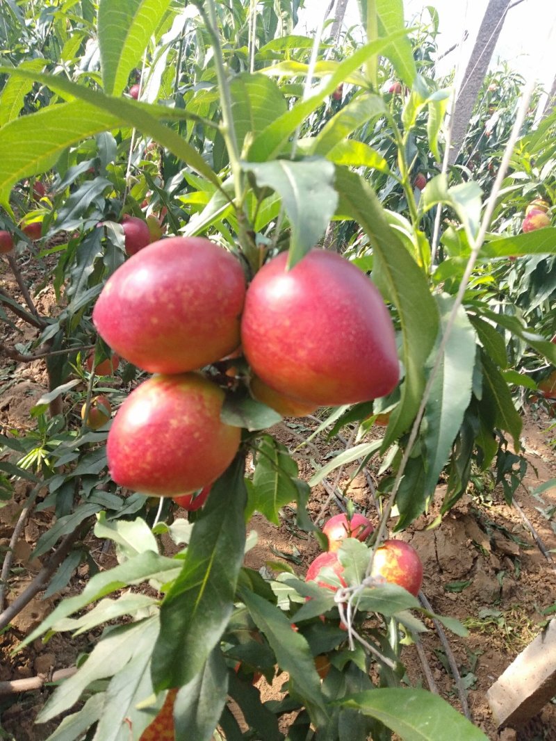 秦皇岛卢龙精品大黄油大量上市，颜色好，口感甜。