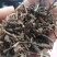 刘寄奴野生一一一一高含量！有个有片一手货源产地直发。！