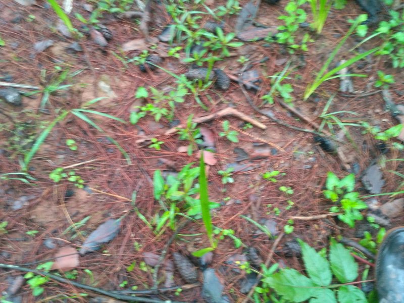 仙茅，纯野生仙茅，干品，鲜货