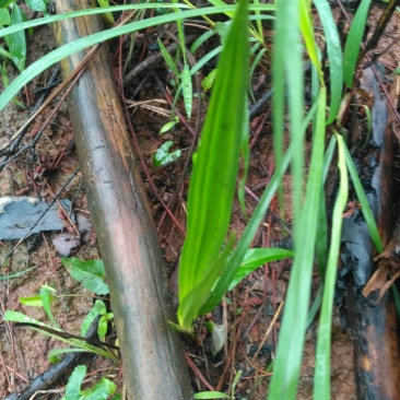 仙茅，纯野生仙茅，干品，鲜货