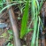 仙茅，纯野生仙茅，干品，鲜货