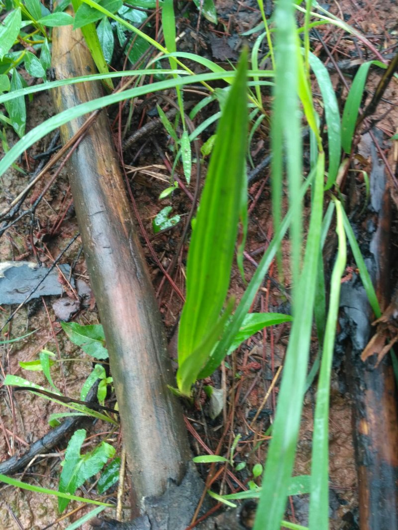 仙茅，纯野生仙茅，干品，鲜货