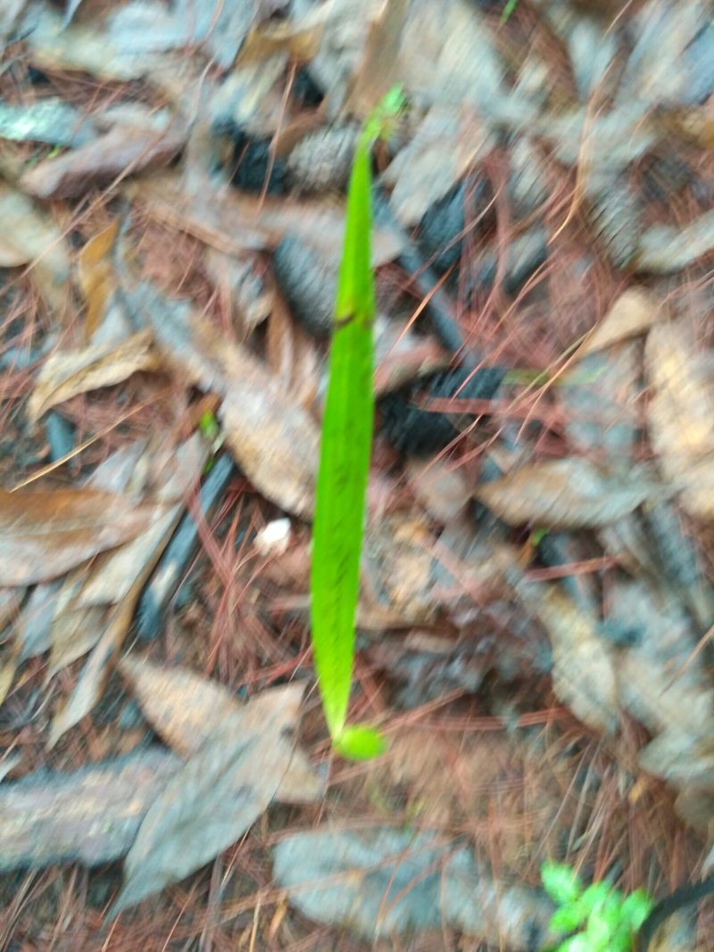 仙茅，纯野生仙茅，干品，鲜货
