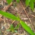 仙茅，纯野生仙茅，干品，鲜货