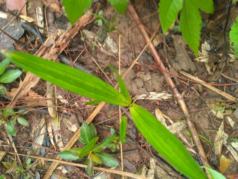 仙茅，纯野生仙茅，干品，鲜货
