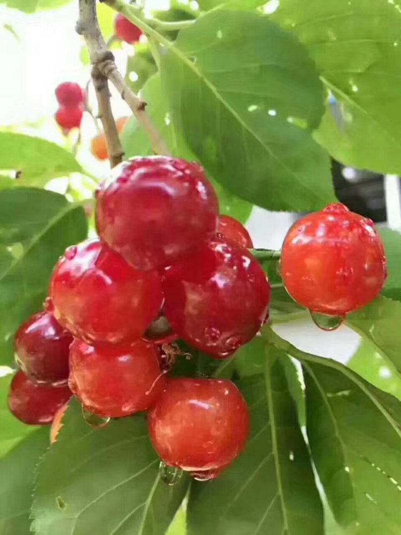 米易黄草樱桃