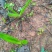 仙茅，纯野生仙茅，干品，鲜货