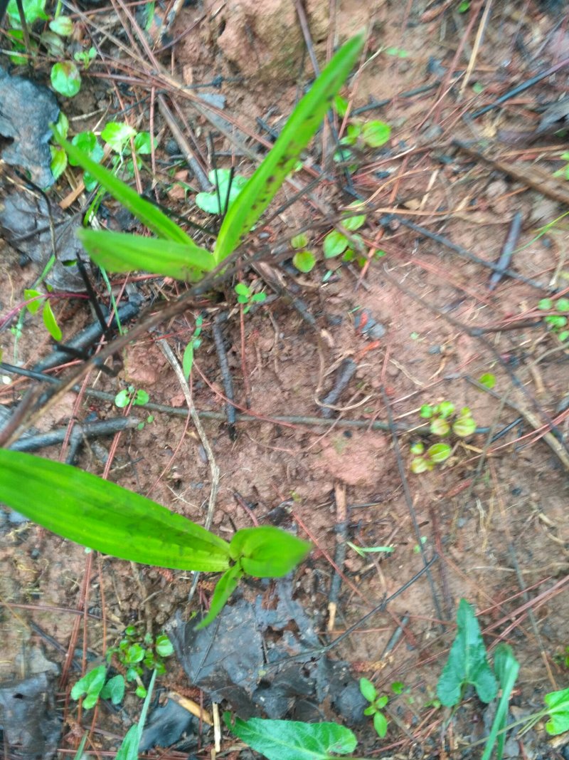 仙茅，纯野生仙茅，干品，鲜货