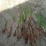 仙茅，纯野生仙茅，干品，鲜货