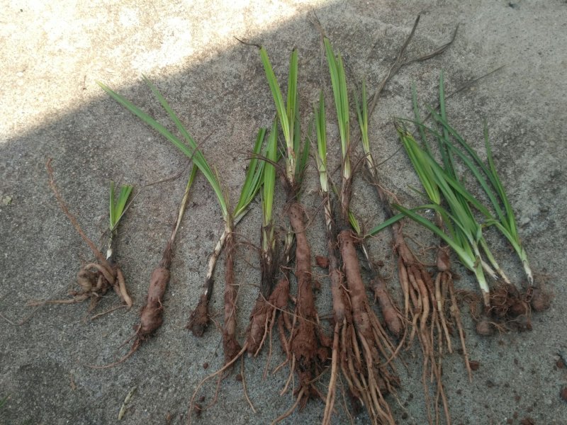 仙茅，纯野生仙茅，干品，鲜货