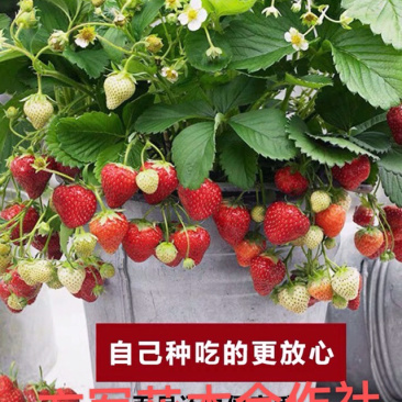 草莓苗奶油草莓苗免费包邮全部现挖现卖基地直销