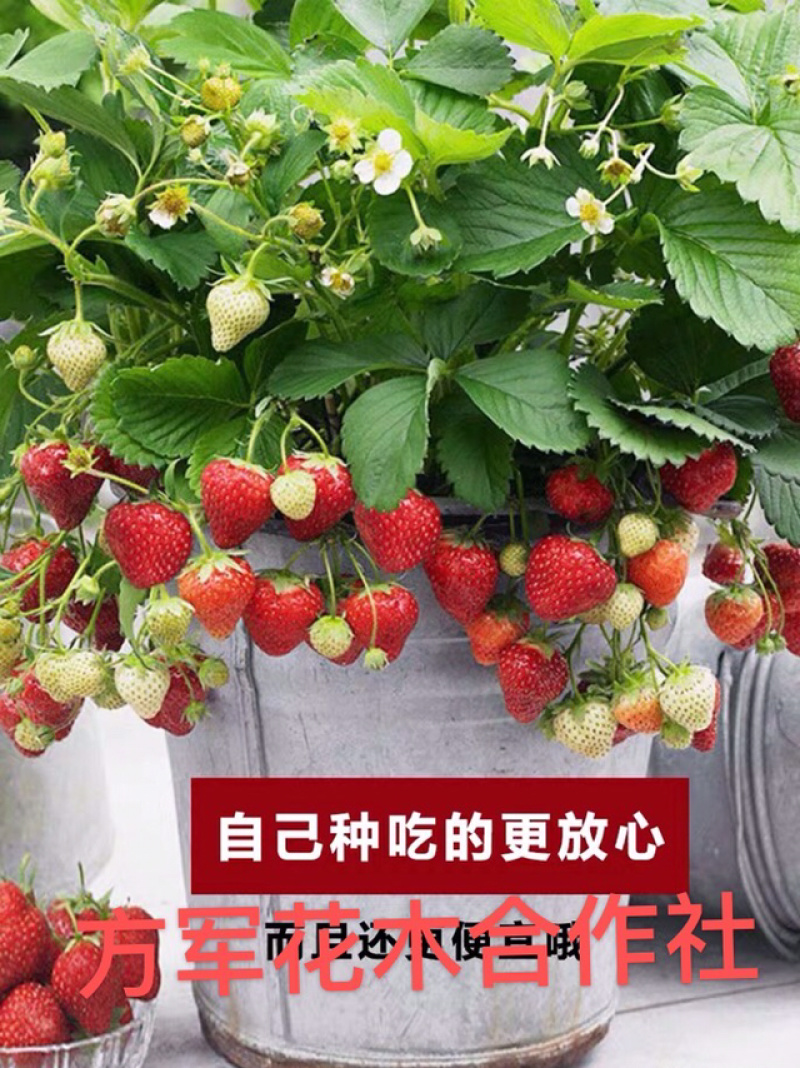 草莓苗奶油草莓苗免费包邮全部现挖现卖基地直销