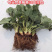 草莓苗奶油草莓苗免费包邮全部现挖现卖基地直销