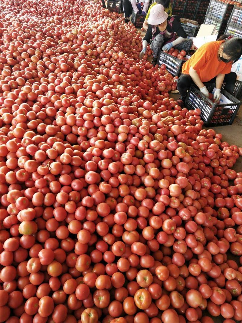 （批发价）河北饶阳硬粉西红柿上市，果形圆，硬度好