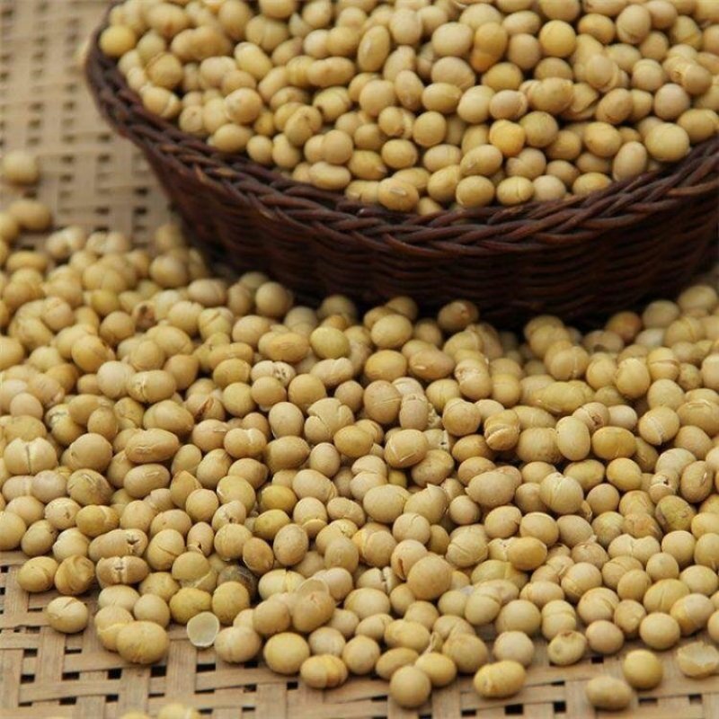 黄豆，熟黄豆黑芝麻糊原料