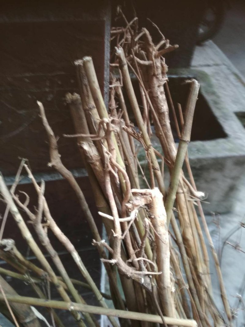 前胡苗