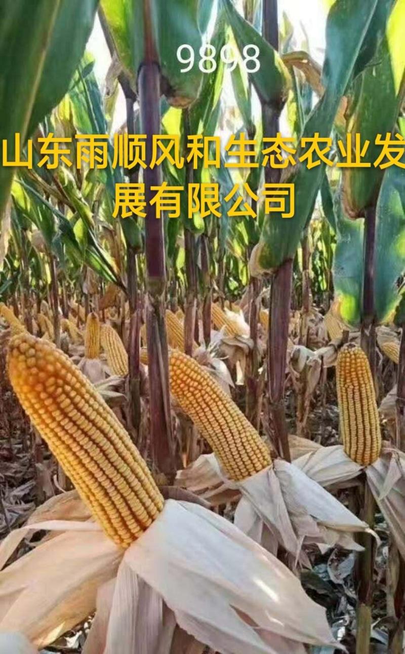 高抗高产，2000斤以上玉米种矮穗大棒玉米种