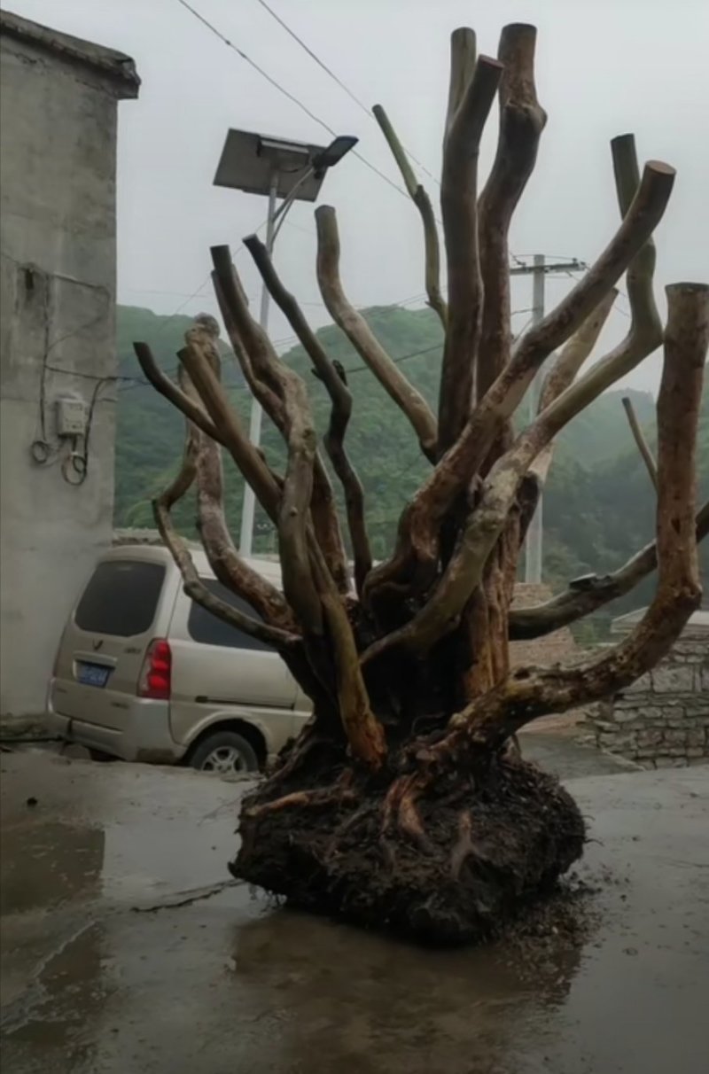 《杨氏盆景》百年老桩国旗红映山红一手货源