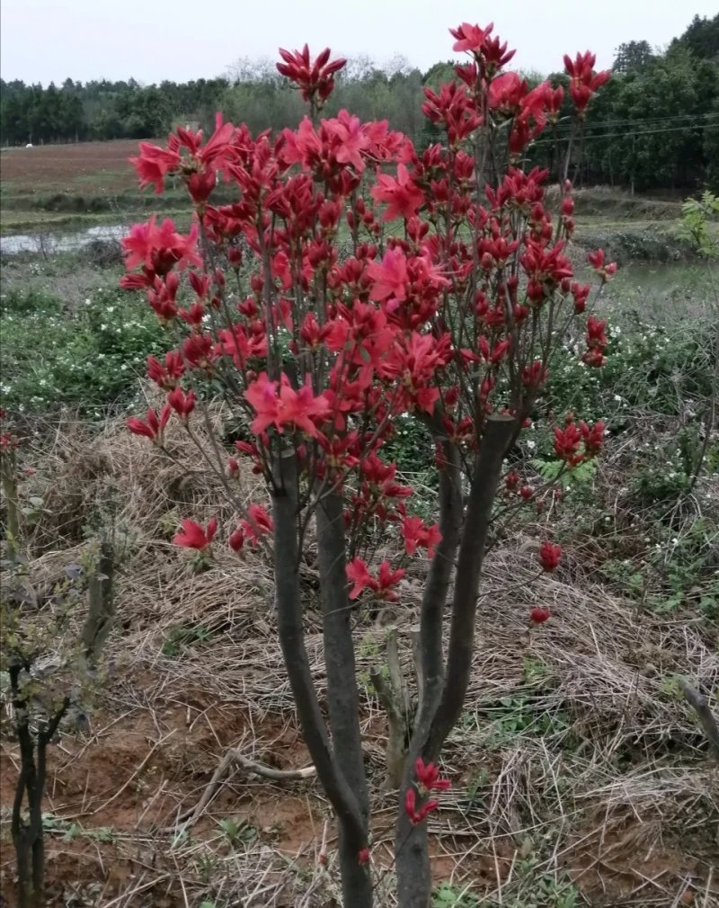 《杨氏盆景》百年老桩国旗红映山红一手货源