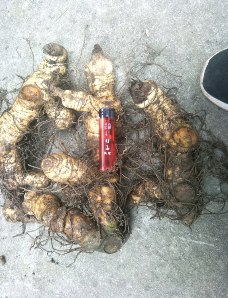 多花倒苗姜型黄精种苗，大量供应优质苗子，