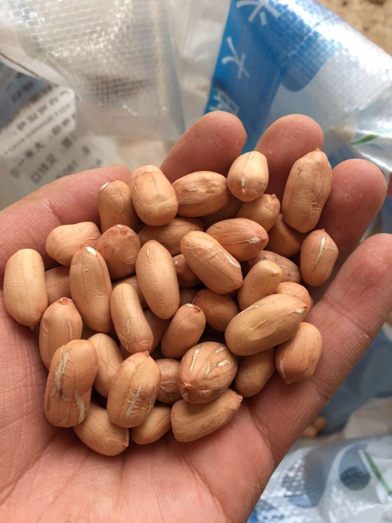 大白沙，鲁花花生，多量，需要的老板联系我