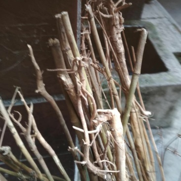 白花前胡苗