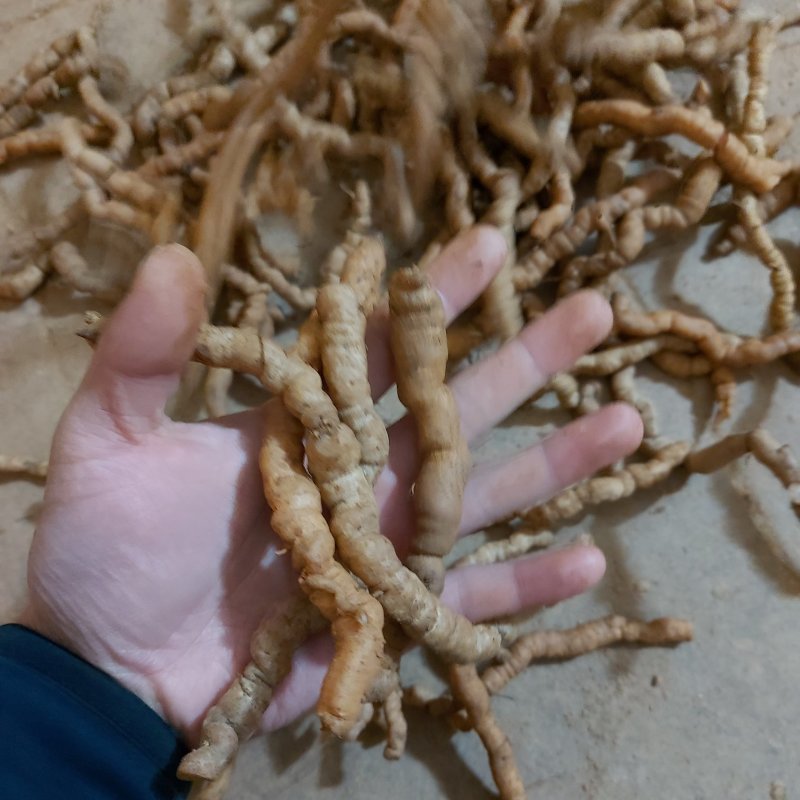 新鲜巴戟天肇庆巴戟天德庆巴戟湿巴戟天中药材巴戟天三级头巴