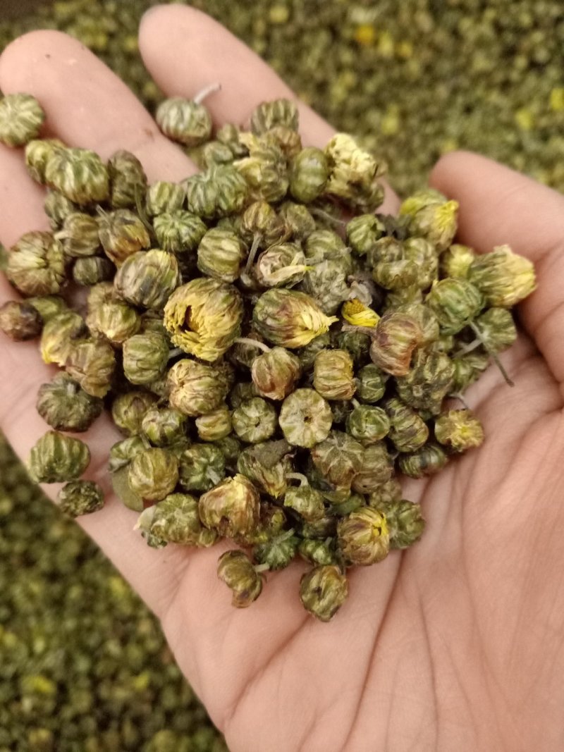 胎菊各种规格大货供应。甘菊
