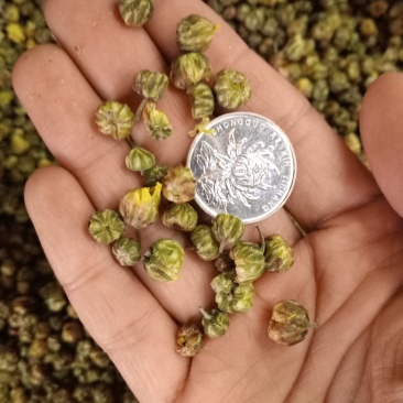 胎菊各种规格大货供应。甘菊