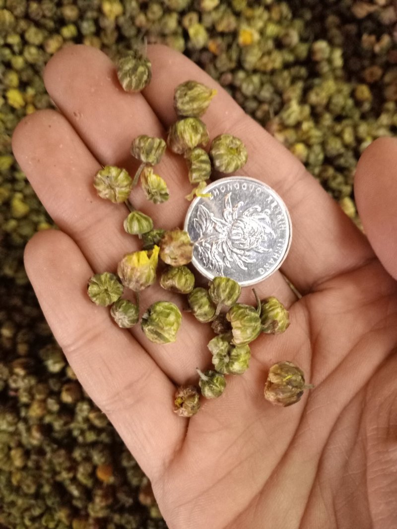 胎菊各种规格大货供应。甘菊