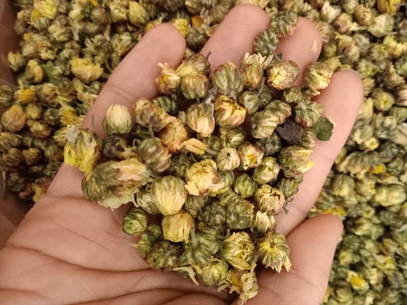 胎菊各种规格大货供应。甘菊