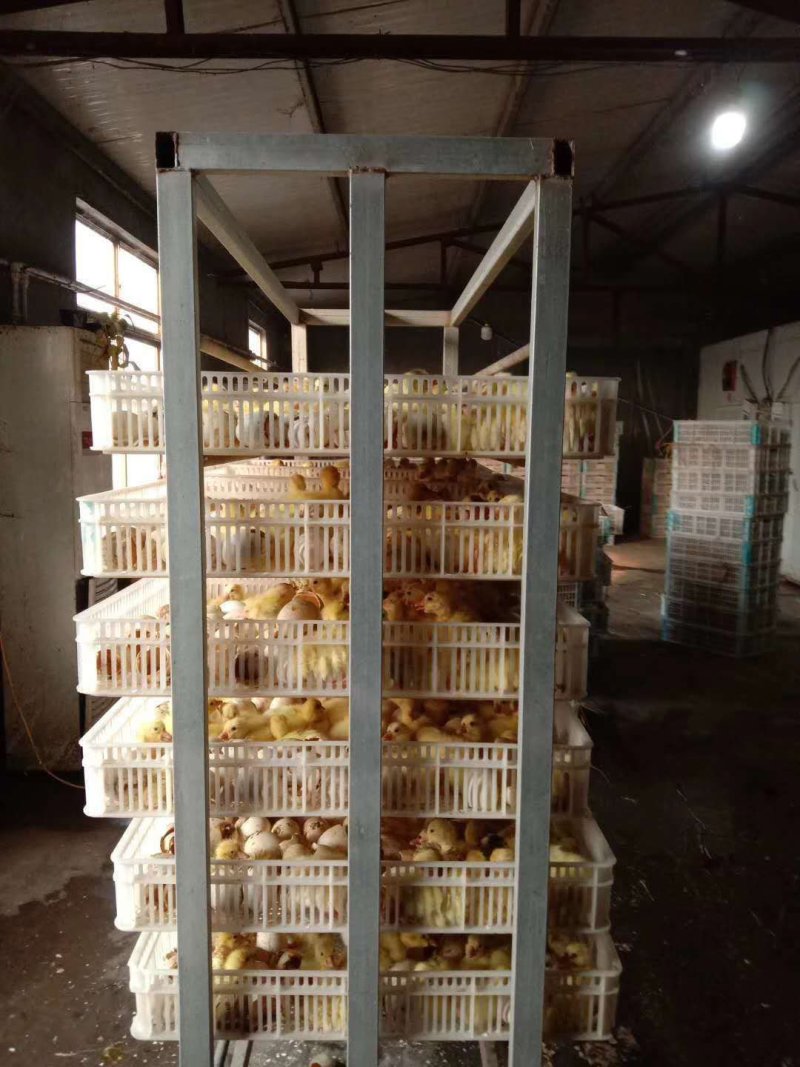 【优选】白鹅苗大种皖西鹅苗皖蒲鹅苗包打疫苗送鹅棚