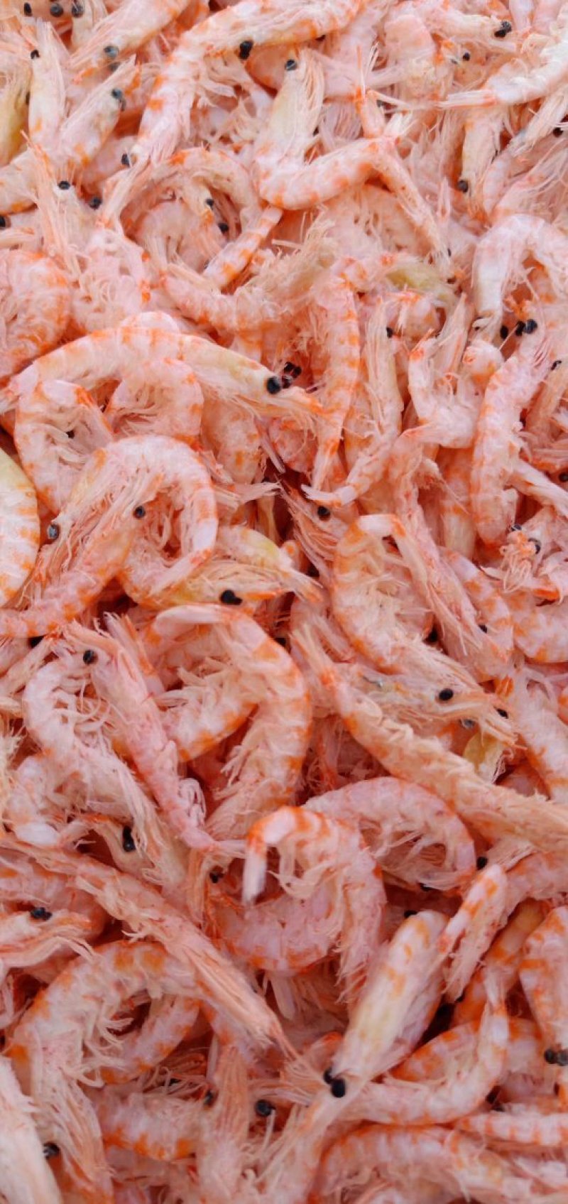 南极磷虾，深海磷虾，不咸。南极磷虾是高蛋白质的食物