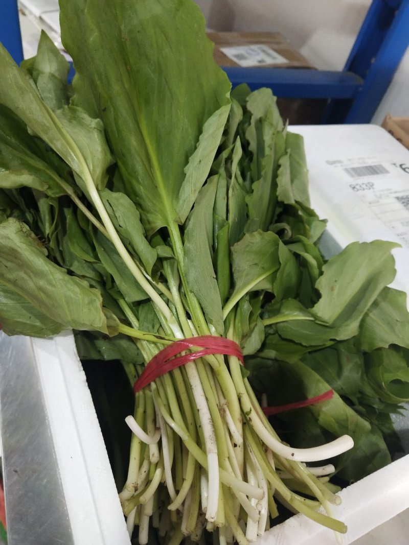 野生鹿耳韭苗，种植简单成活率高三毛五一颗不包邮