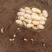 山东新上优质土豆，中暑，荷兰等品种，量大质优