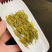 明前新茶绿茶安吉白茶特级黄金芽罐装礼盒装