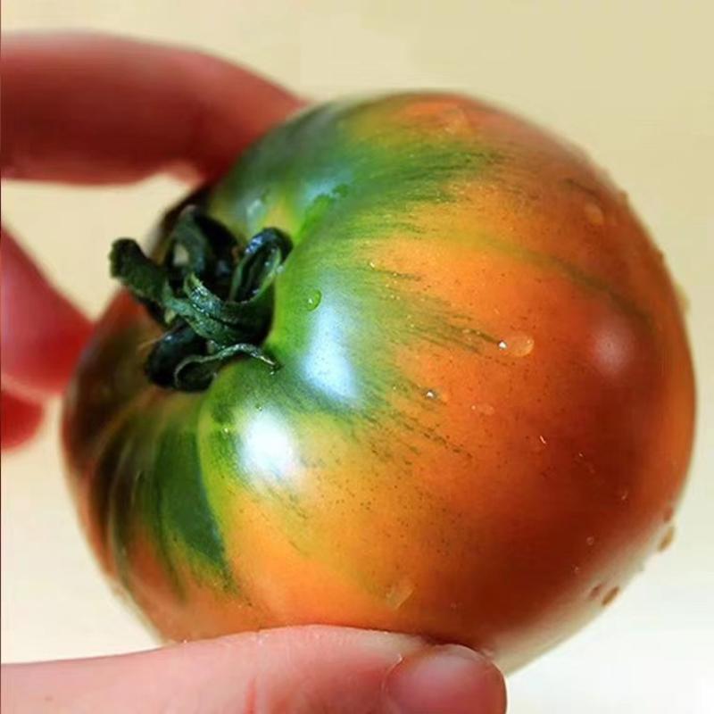 铁皮柿子水果番茄种子非转基因高甜度果型好
